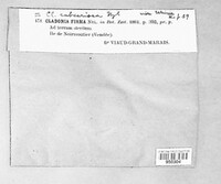 Cladonia firma image